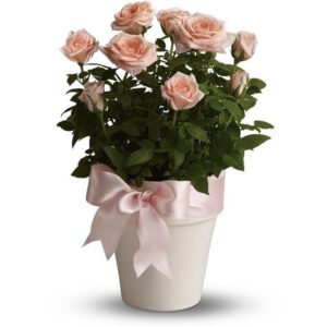 Teleflora Rosy Cheeks Plant Arangement - As Shown