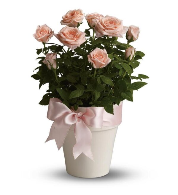 Teleflora Rosy Cheeks Plant Arangement - As Shown