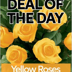 Teleflora Yellow Roses Flower Arangement